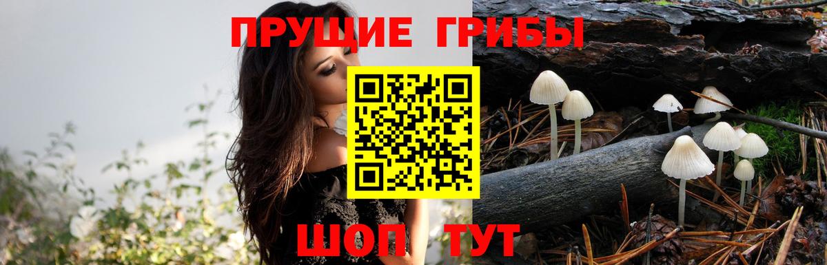 Вольск  Псилоцибиновые грибы прущие грибы  Вход с VPN 